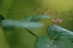 EYE OF THE SPIDER