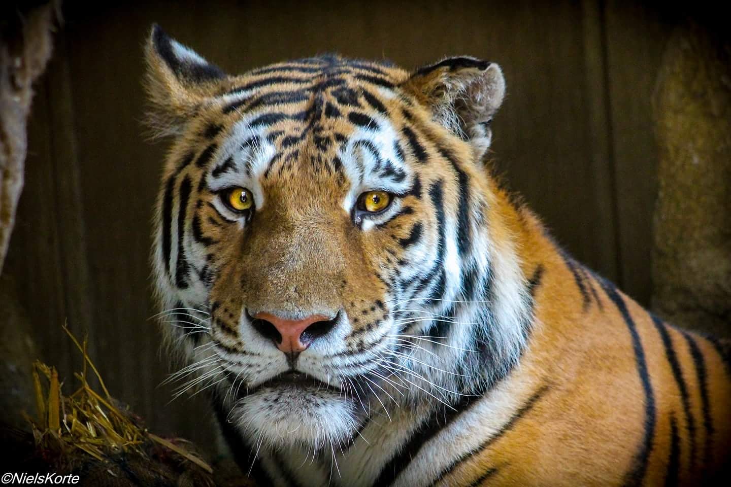 Eye the Tiger Foto Bild tiere  zoo  wildpark falknerei  zoo