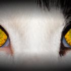 Eye of the Tiger