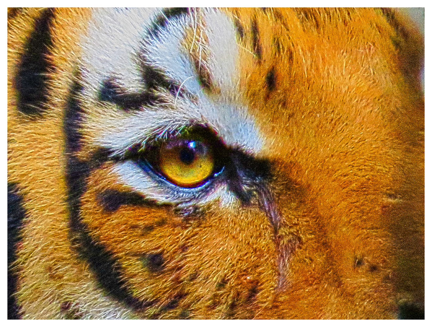 Eye of the Tiger