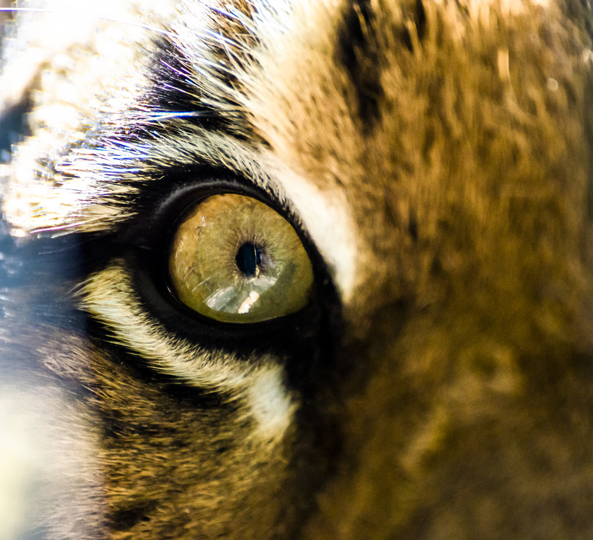 Eye of the tiger