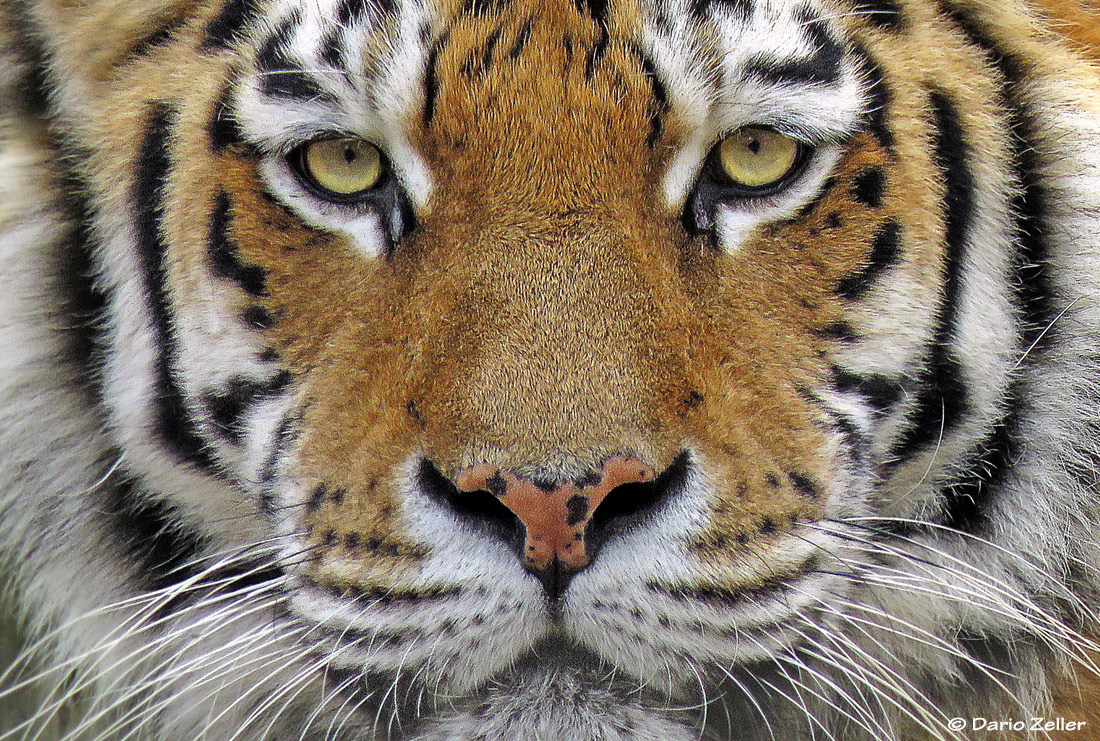 Eye of the Tiger