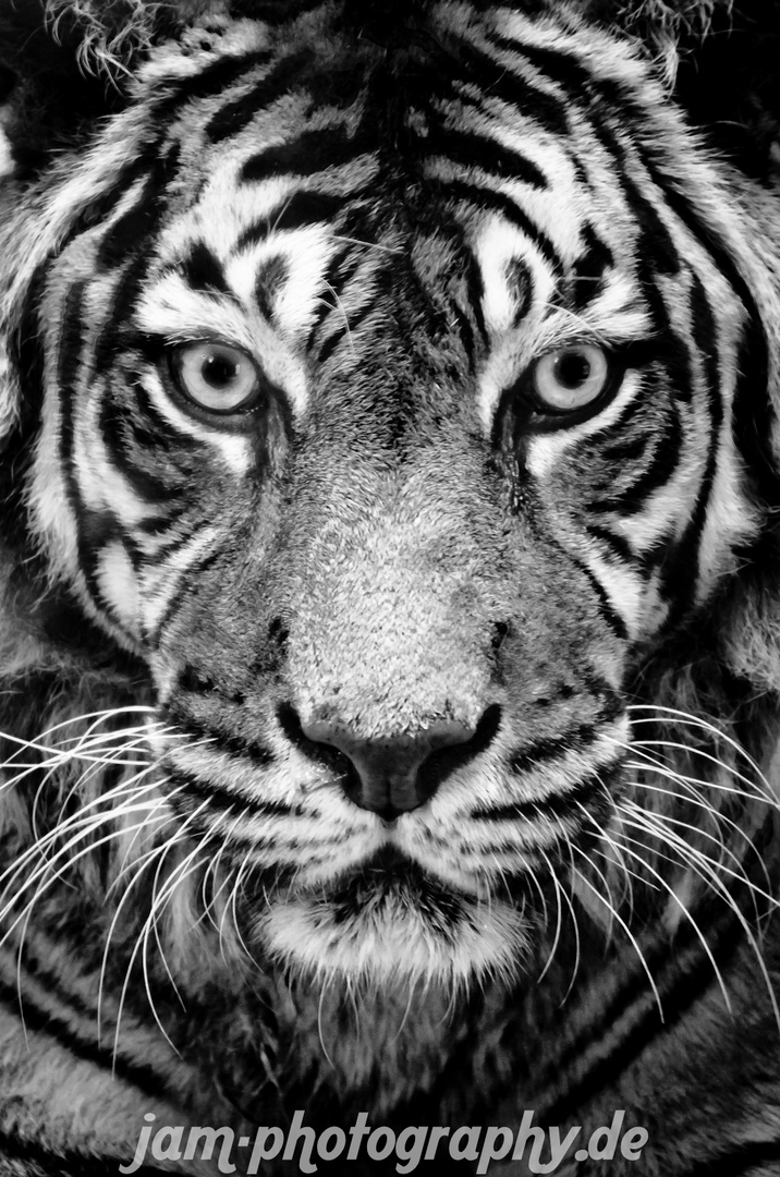 EYE OF THE TIGER