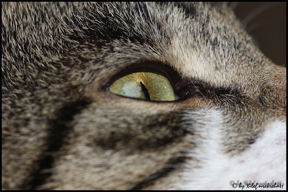 Eye of the Tiger