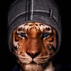 EYE OF THE TIGER