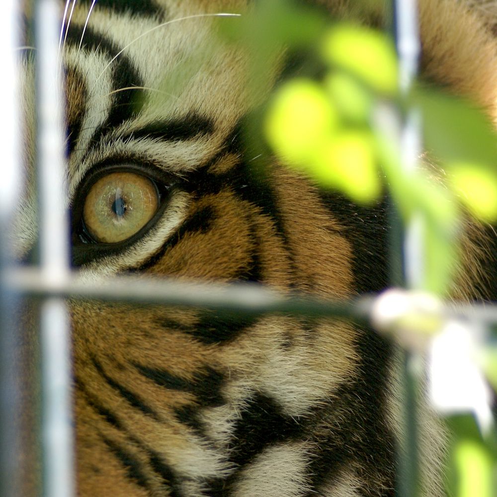 Eye Of The Tiger