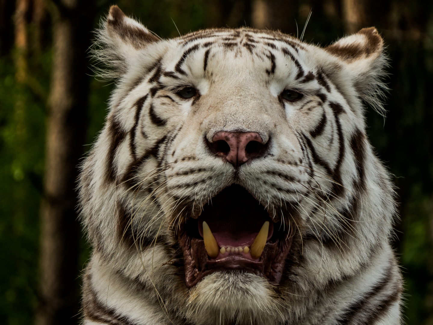 eye of the white tiger