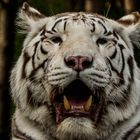 eye of the white tiger