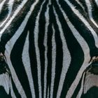 Eye of the zebra