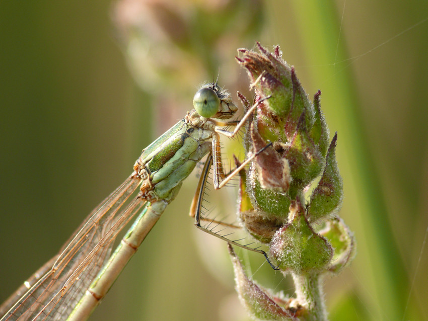 Eye to Eye ...