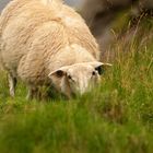 Eye to eye | Lofoten | Norway