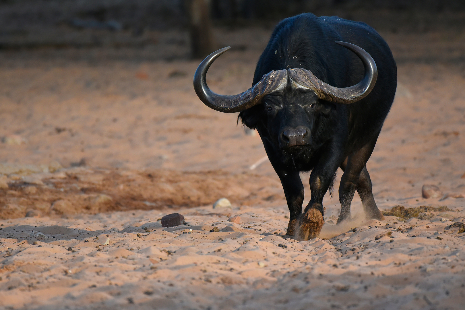 Eye to eye with a dangerous bull