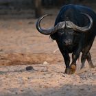 Eye to eye with a dangerous bull