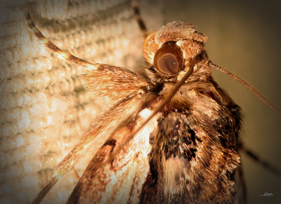 Eye to Eye with a Moth.....