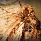 Eye to Eye with a Moth.....