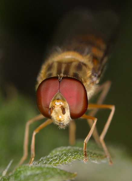 Eye to eye with the big bad fly...