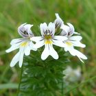 eyebright