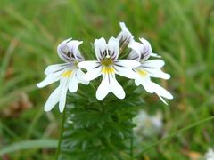 eyebright