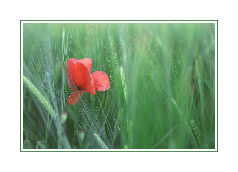 eyecatcher in the barley I