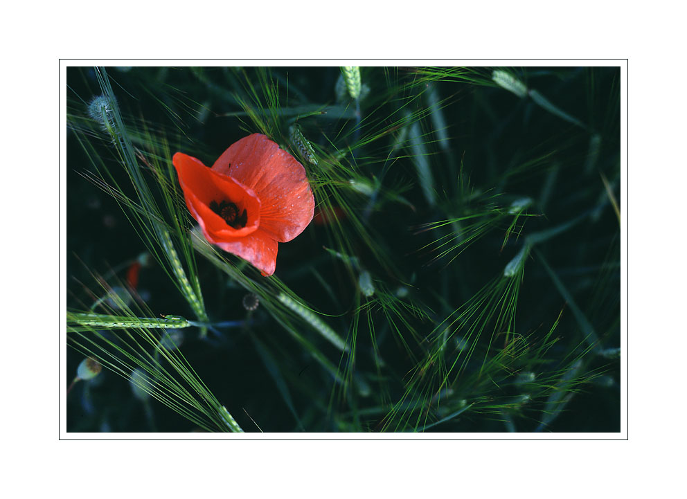 eyecatcher in the barley II