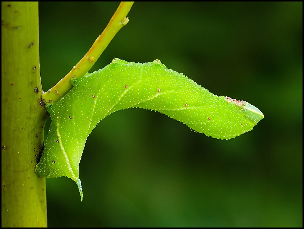 Eyed Hawk-moth (Smerinthus ocellata) - caterpillar