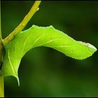Eyed Hawk-moth (Smerinthus ocellata) - caterpillar