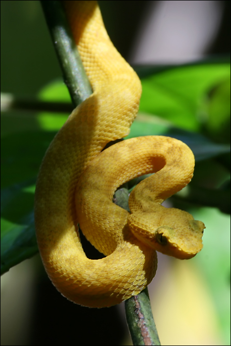 Eyelash Pitviper