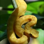 Eyelash Pitviper