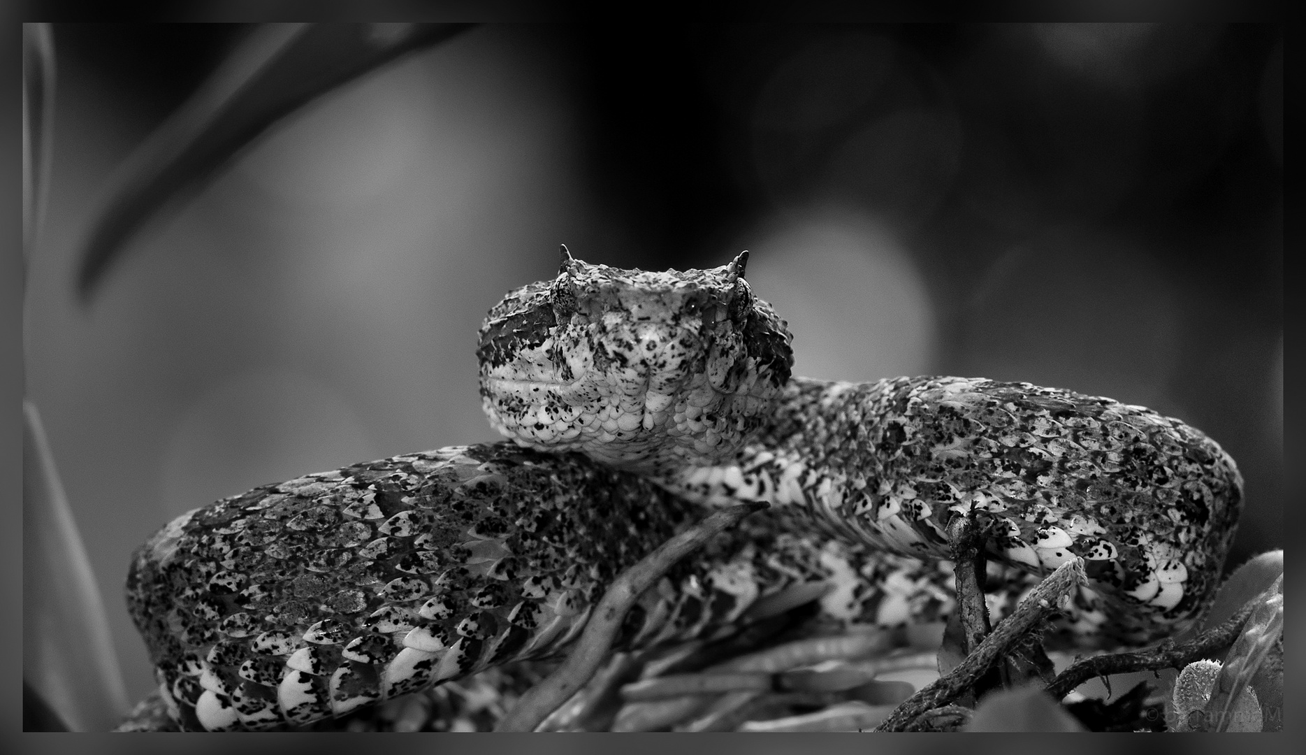 Eyelash Viper