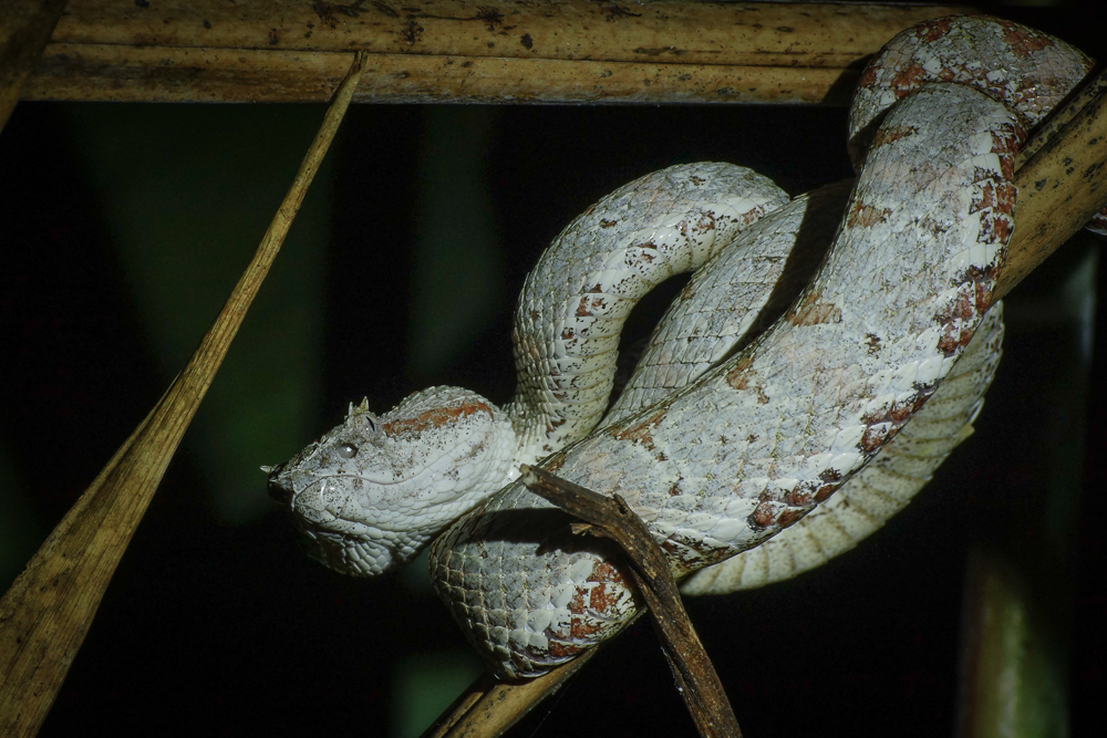 Eyelash viper