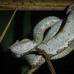 Eyelash viper