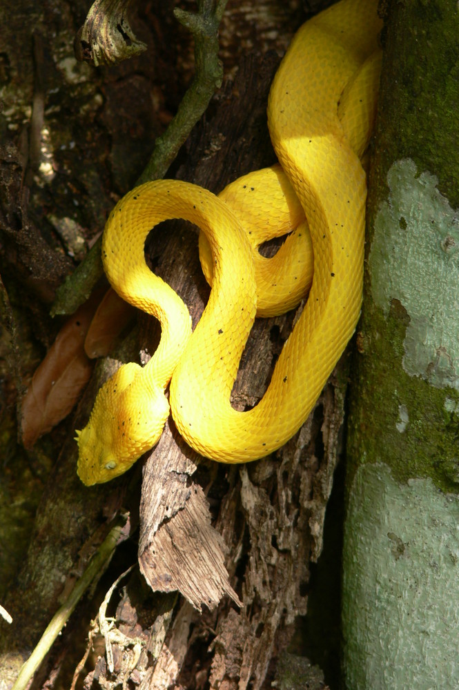 Eyelash Viper - golden morph