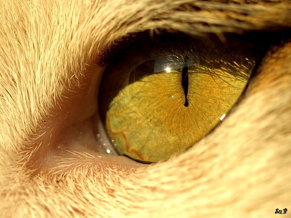 "EYE_of_the_tiger"