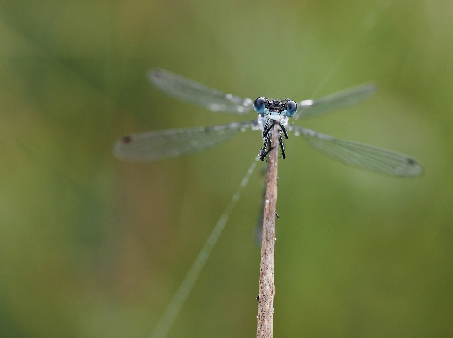 Eyes and wings