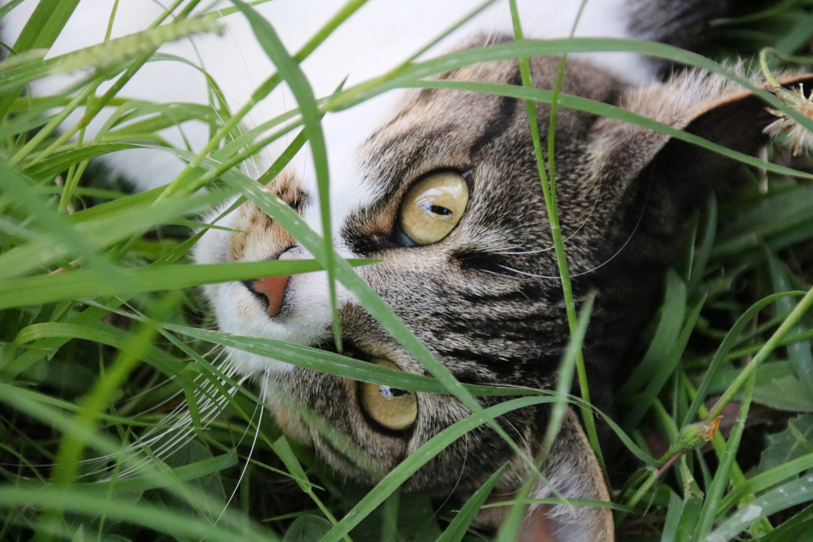Eyes behind the grass