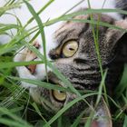 Eyes behind the grass
