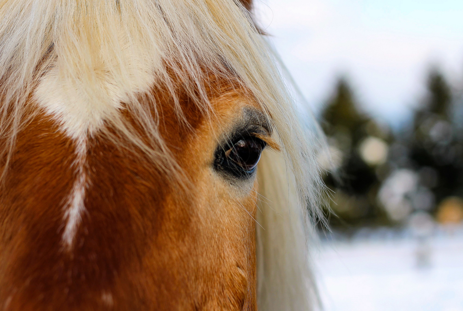 Eyes