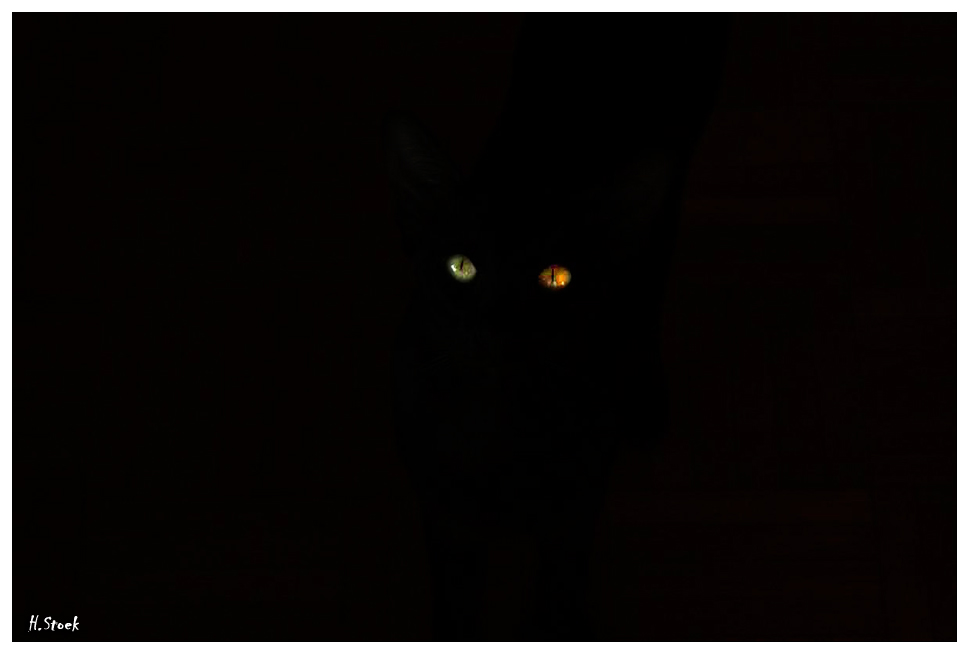 Eyes in the dark