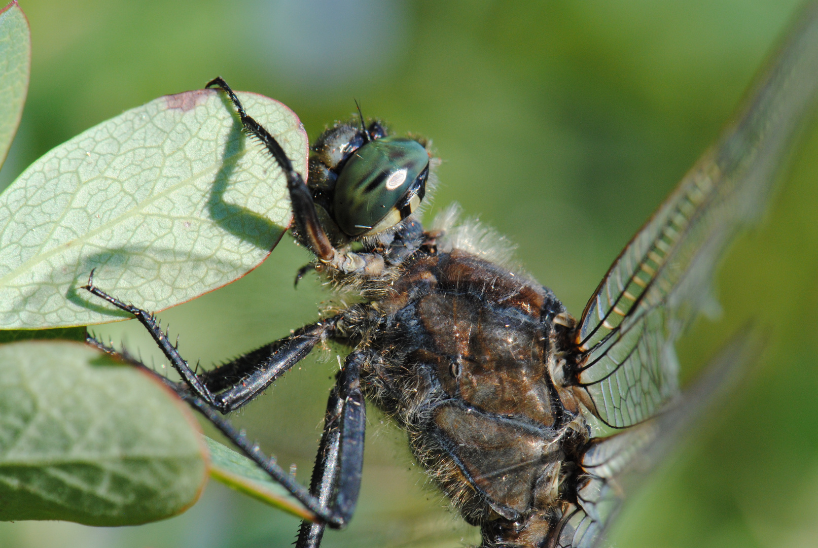 ~ Eyes Like An Endless Ocean ~ (Orthetrum cancellatum, m)