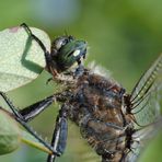 ~ Eyes Like An Endless Ocean ~ (Orthetrum cancellatum, m)