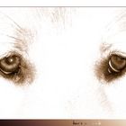 Eyes of a Dog...