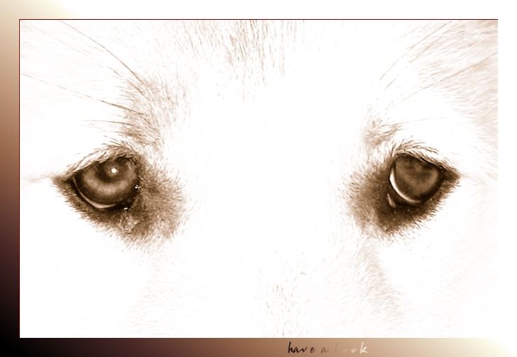 Eyes of a Dog... von Gerhard Stein