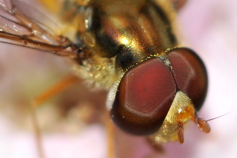 Eyes of a Hoverfly