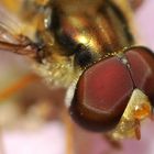 Eyes of a Hoverfly