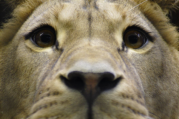 Eyes of a lion