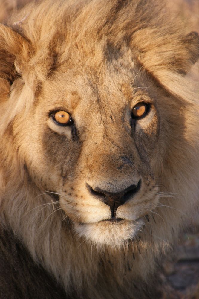 Eyes of a lion von Stefan Knöring