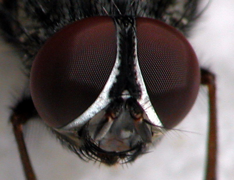 eyes of an ordinary fly