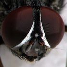 eyes of an ordinary fly