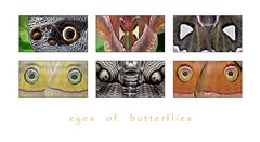 . eyes of butterflies 2 .