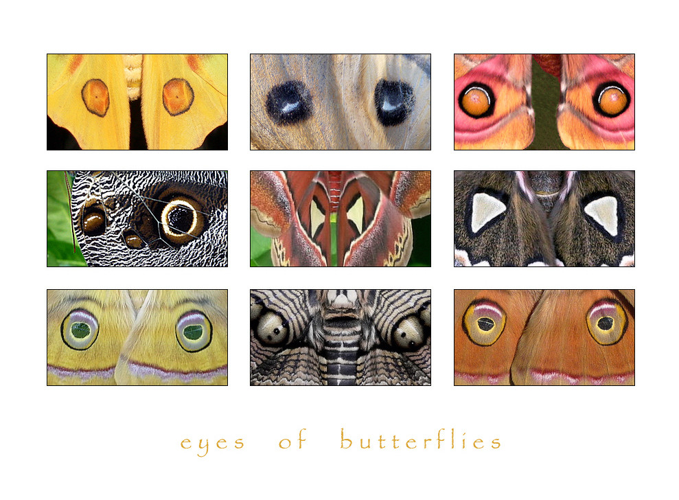 .eyes of butterflies.